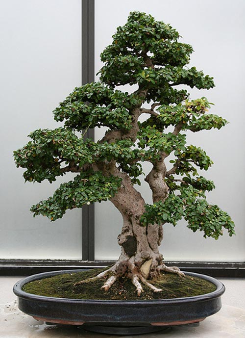 http://www.webplantas.com/images/bonsai-carmona-retusa.jpg