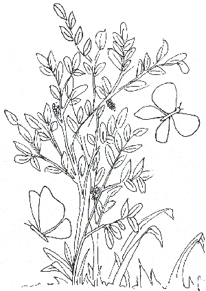 Dibujos de plantas para pintar